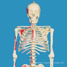 170cm Modèle médical de squelette humain entièrement étiqueté étiqueté pour la démonstration